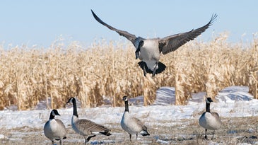 Six Tips for Bagging Late-Season Canada Geese