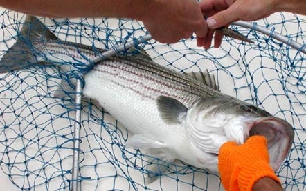 Striped Bass Fishing photo