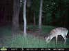 We keep our cameras out all year and this is the first picture we have of this doe. Do you see anything missing? She's missing her rear left leg. With all the marks on her back and side I'm guessing she was hit by a car and survived! The good news, we have a trail camera video (July 2012) of her with her fawn.