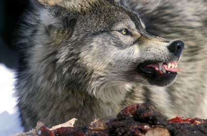 wolf, wolves, attack, fatality, kill, hunt, predator, endangered, regulation, shoot, hunting, guns, gun, canada, saskatchewan