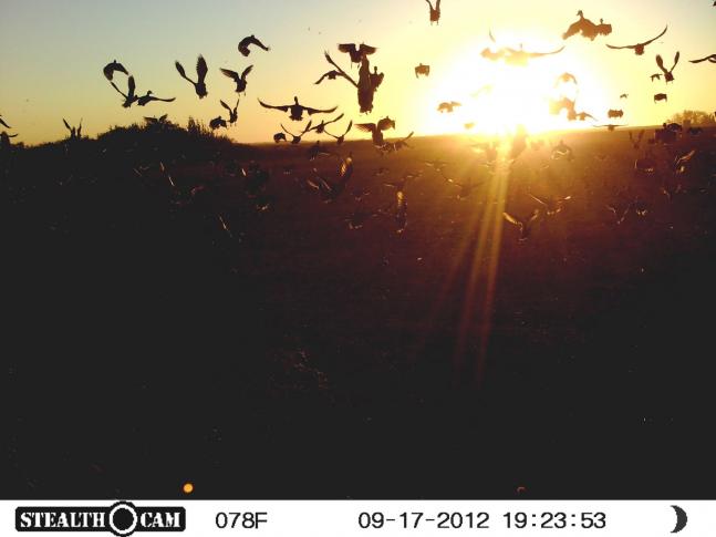 This trail cam was set up to catch a nice 5x5 and 4x4 whitetail pair feeding in the alfalfa field. this flock of ducks looks like they were spooked one morning right in front of the camera.