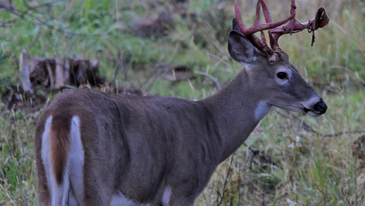 Bucks are Shedding Velvet and Bachelor Groups are About to Break Up