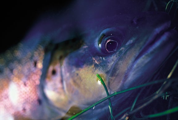 Fish Photography