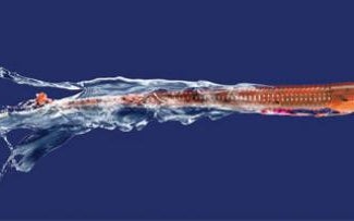 Gene tattletail worm
