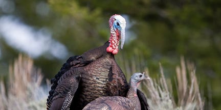 Love Connection: The Turkey and the Decoy