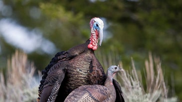 Love Connection: The Turkey and the Decoy