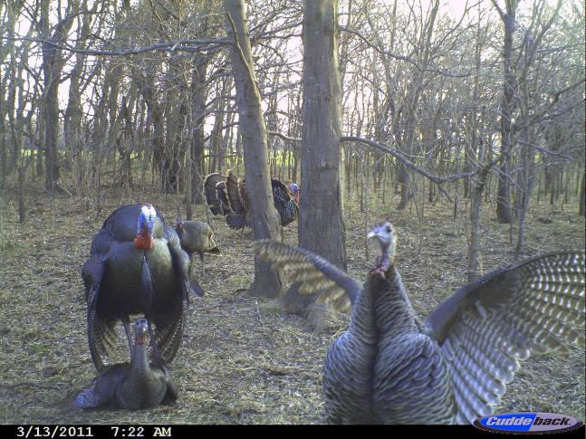 We have never gotten a picture of this before. I shot a big gobbler on opening weekend of the 2011 Oklahoma spring turkey season not far from where this picture was taken.