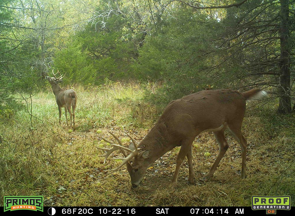 two bucks on a trail camera