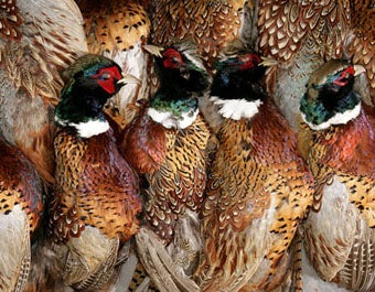 Pheasant Hunting photo