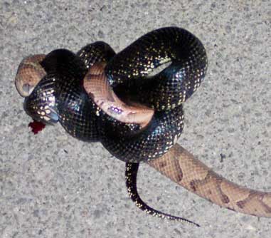 "Snake