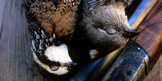 Freezing Points: How to Hunt Winter Quail