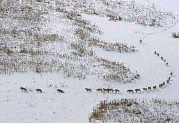 A pack of Montana wolves make their way across this opening hot on the heels of a herd of elk being hunted by local hunters.