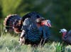 In a show of dominance over a jake decoy that Bill Buckley had placed in a clearing, this 3-year-old gobbler thrust his head directly into a shaft of early-morning sunlight. "Gobblers are so worked up with hormones in the morning, and there's a hierarchy of aggression," says Buckley, who took the shot in May 2010. "This tom was clearly perturbed by that jake--it pushed up against the decoy and bumped it right over." Then the gobbler beelined for a nearby hen decoy and strutted around it for a full 10 minutes before giving up. "It made for a great morning of photography," says Buckley. "Sometimes the shutter's sound will spook a turkey, but once it's strutting it'll go dumb and deaf. And I sure love a stupid gobbler in good light."<br />
<strong>Location</strong>: Gallatin County, Montana<br />
<strong>Issue</strong>: March, 2012<br />
<em>Photo by Bill Buckley</em>