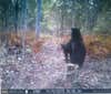bears on trail cam