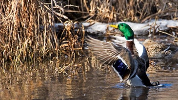 Identify Hot Spots for Wintering Ducks