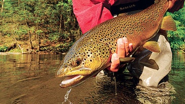 Secrets for Catching Bigger Trout on Local Streams