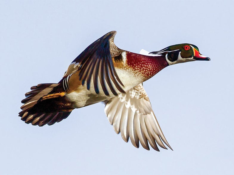 wood duck in flight
