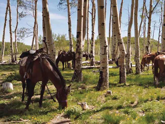 horses at hondoo rivers and trails