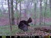 A side view, trail cam photo, of a Tom Turkey strutting and walking.