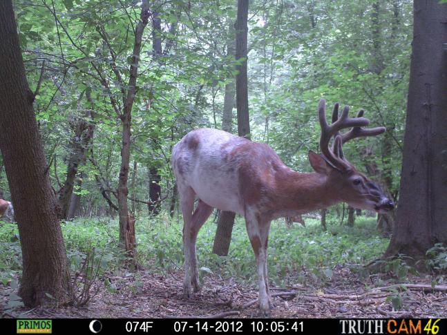 July 14, 2012 is the only day this summer, I got trail camera photos of this elusive eight point piebald buck, during the daylight hours. He moves only at night. I hope he makes the same mistake, during the rut. I have other trail camera photos of him for the last three years. I named him Whitey and let him walk pass during hunting seasons. This year the temptation may be too much.