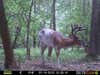 July 14, 2012 is the only day this summer, I got trail camera photos of this elusive eight point piebald buck, during the daylight hours. He moves only at night. I hope he makes the same mistake, during the rut. I have other trail camera photos of him for the last three years. I named him Whitey and let him walk pass during hunting seasons. This year the temptation may be too much.