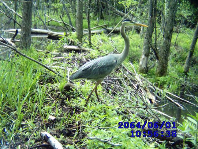 We set up our very first game cam on a small beaver dam that was a deer crossing, and caught this heron crossing