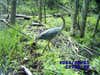 We set up our very first game cam on a small beaver dam that was a deer crossing, and caught this heron crossing