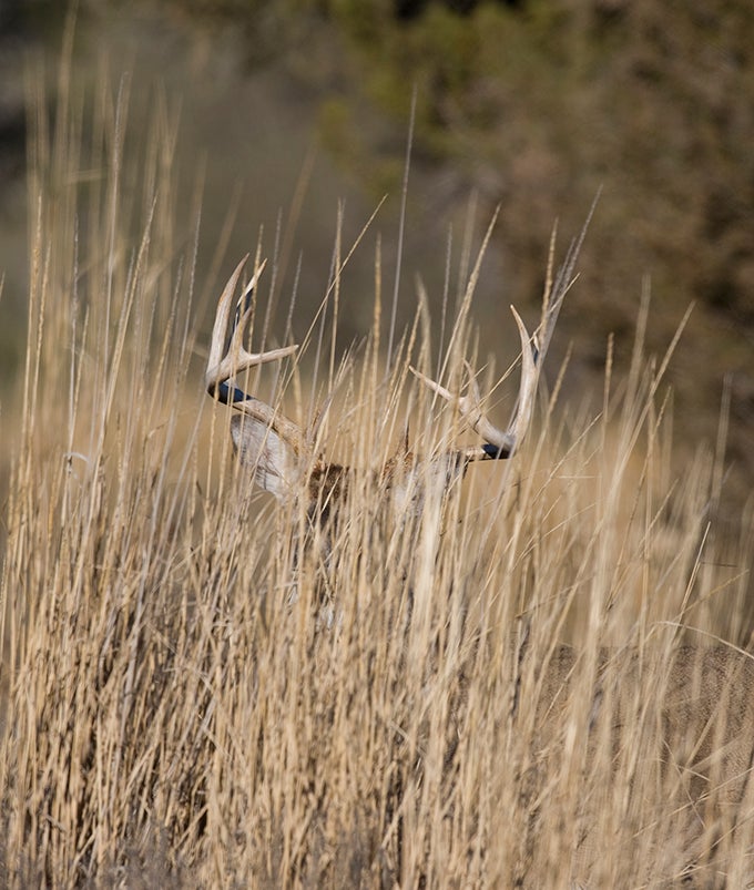 Whitetail Hunting photo