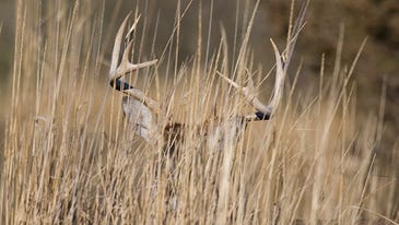 Whitetail Deer: Don’t Overlook Bucks in the Grass