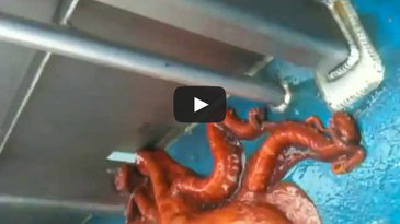 Video: Huge Octopus Escapes through Tiny Hole in Boat