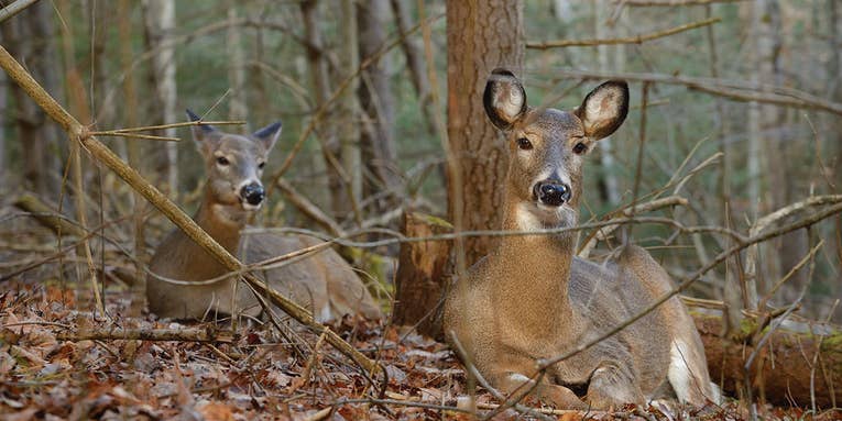 How to Tell a Buck Bed from a Doe Bed