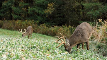 How the First Frost Affects Whitetail Behavior