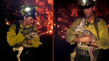 firefighters rescue fawns from flames