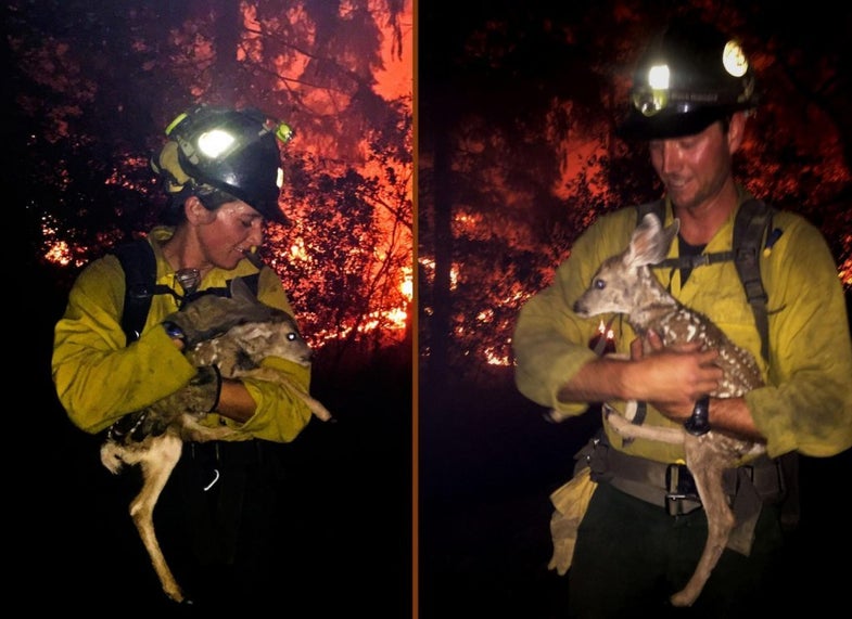 firefighters rescue fawns from flames