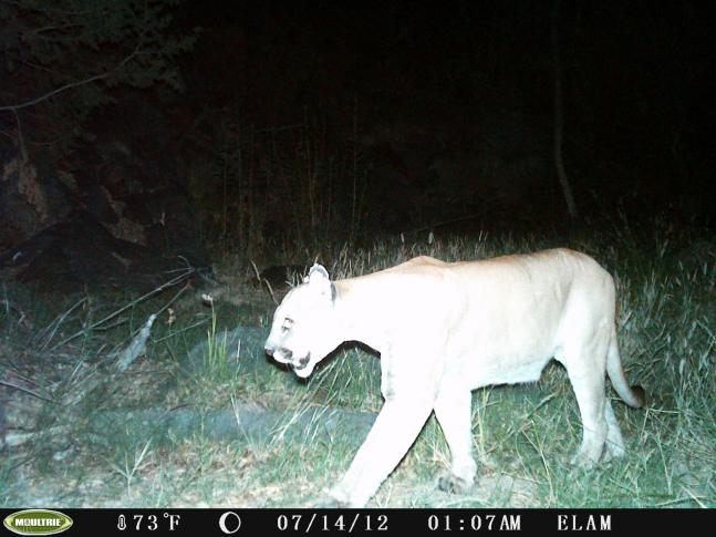 We have pictures of this lion and a couple others along with a bear and some rare kudamundi frequenting this spot.