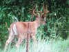 This bad boy showed up on the trail cam a couple weeks ago. He has about 10.5 days to live because 09/26/09 means archery season is open. Perhaps I'm optimistic but I gotta hope.