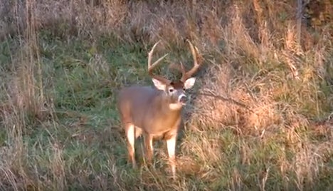 deer; 6-point; tim wells video; whitetail