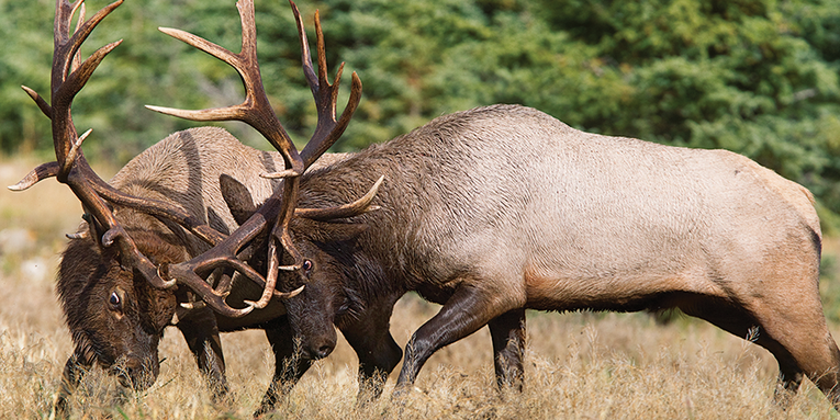 Rutting of the Bulls: A Close Encounter in the Idaho High Country