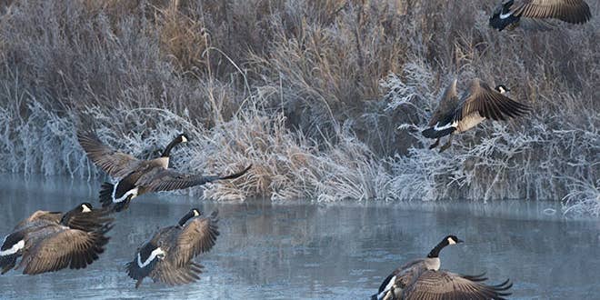 Hit the Water for Your Best Goose Hunt of the Season