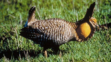 Attwater’s Prairie Chicken Population Down to 104