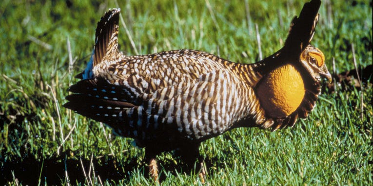 Attwater’s Prairie Chicken Population Down to 104