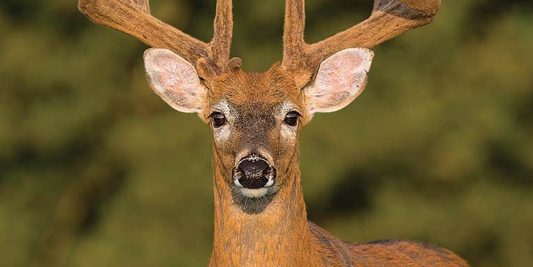 2017: Year of the Record Whitetail?
