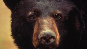 Three Charged With Feeding Wildlife After Neighbor Was Mauled by Bear