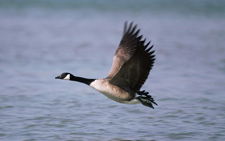 Goose Hunting photo