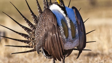 Interior Secretary: One Year Later, Sage Grouse Collaboration Is Paying Off