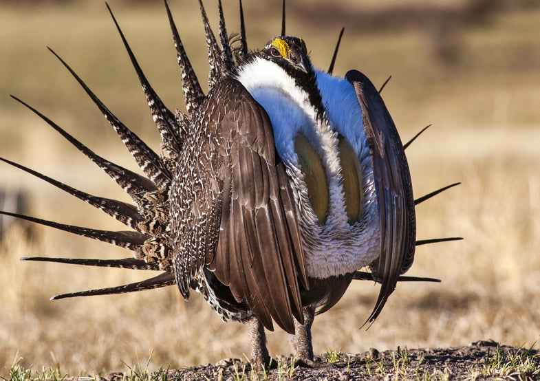greater sage grouse conservation,