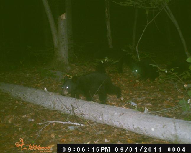 Sow brought her 3 cubs to my bait pile during the baiting season for bear