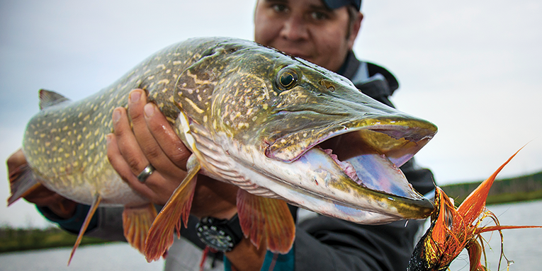 Pike Fishing in Saskatchewan: 8 Critical Lessons for Catching Big Northerns