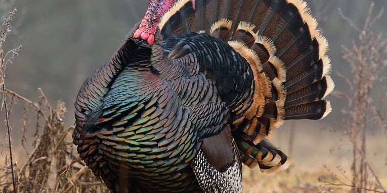 Tag the Easiest Turkeys You’ll Hunt All Spring