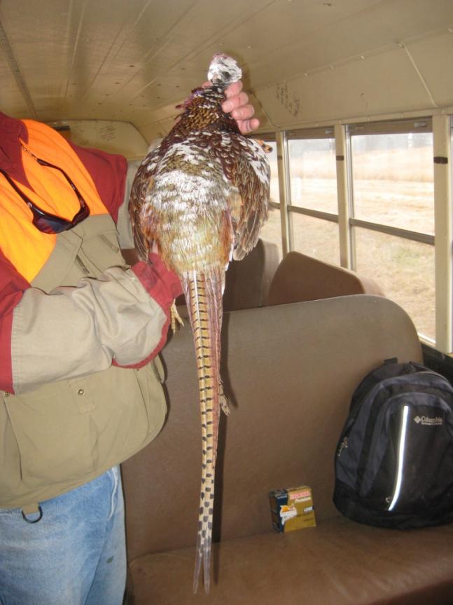 I shot this partial albino pheasant this Fall (2009) in North Dakota. I spotted the white head from the road. Grabbed my gun and sprinted out into the wheat stuble field. The bird held until I got into range. One in a million chance of ever doing this!